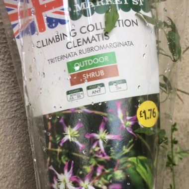 Clematis x triternata 'Rubromarginata