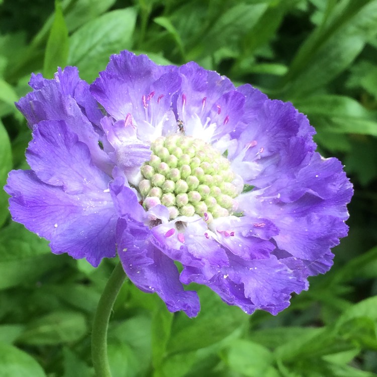 Plant image Scabiosa Caucasica 'Fama Blue'