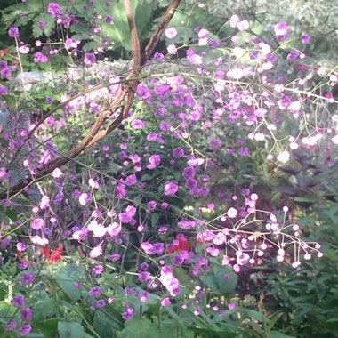 Thalictrum delavayi 'Hewitts Double'