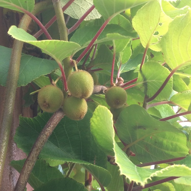 plant image 520416