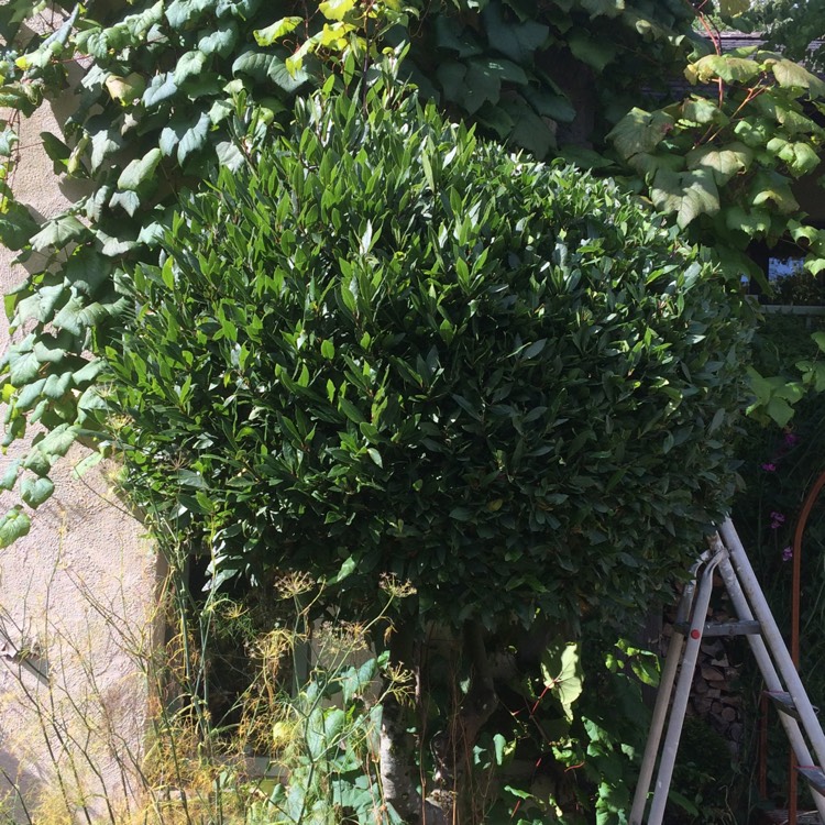 plant image 533312