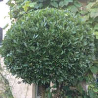 plant image 533539