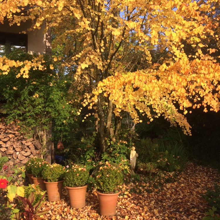 plant image 551466