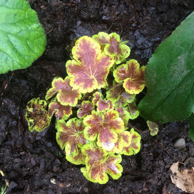 plant image 558384 plant image 558384