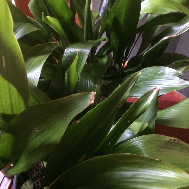plant image 572626
