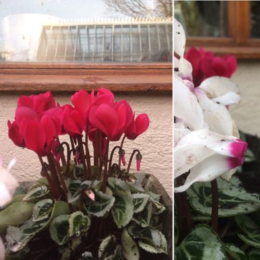 Cyclamen hederifolium