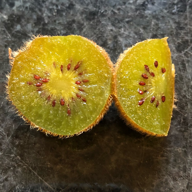 plant image 603428