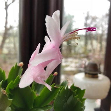 Schlumbergera truncata
