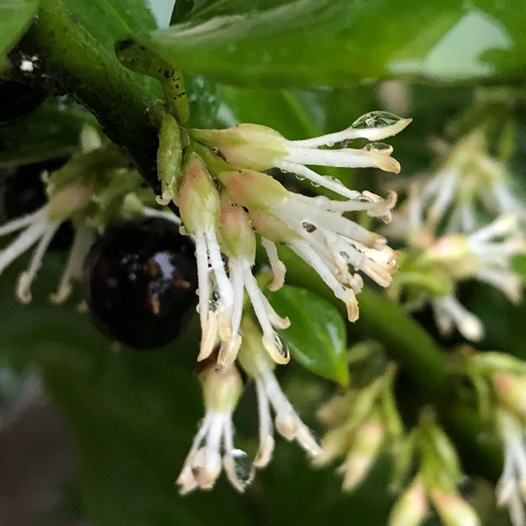 plant image 605353