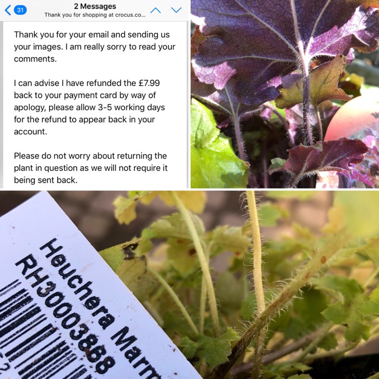 plant image 609839