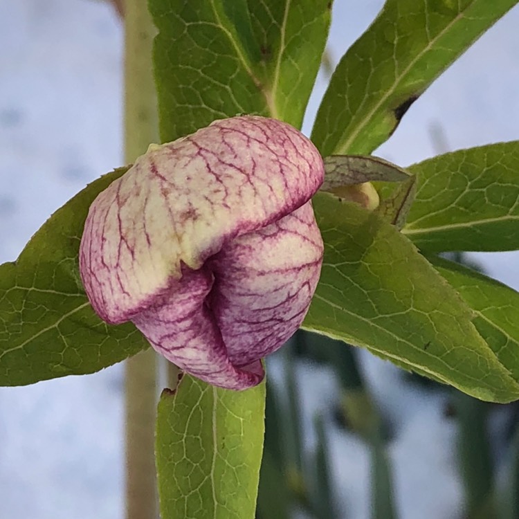 plant image 614874 plant image 614874