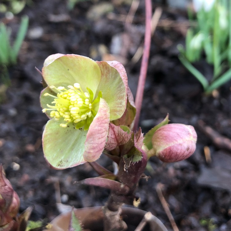 plant image 616293 plant image 616293