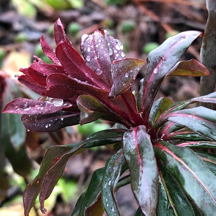 Plant image Euphorbia amygdaloides 'Purpurea' syn. Euphorbia amygdaloides 'Rubra'