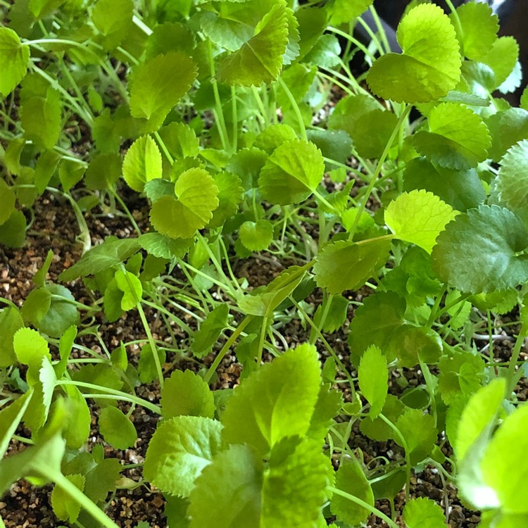Plant image Ammi visnaga