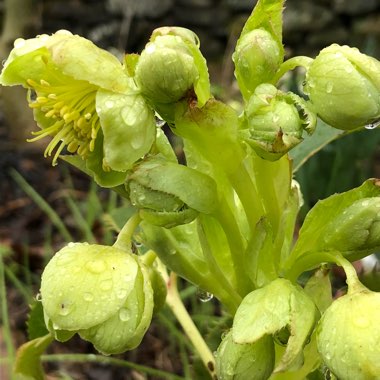 Helleborus argutifolius