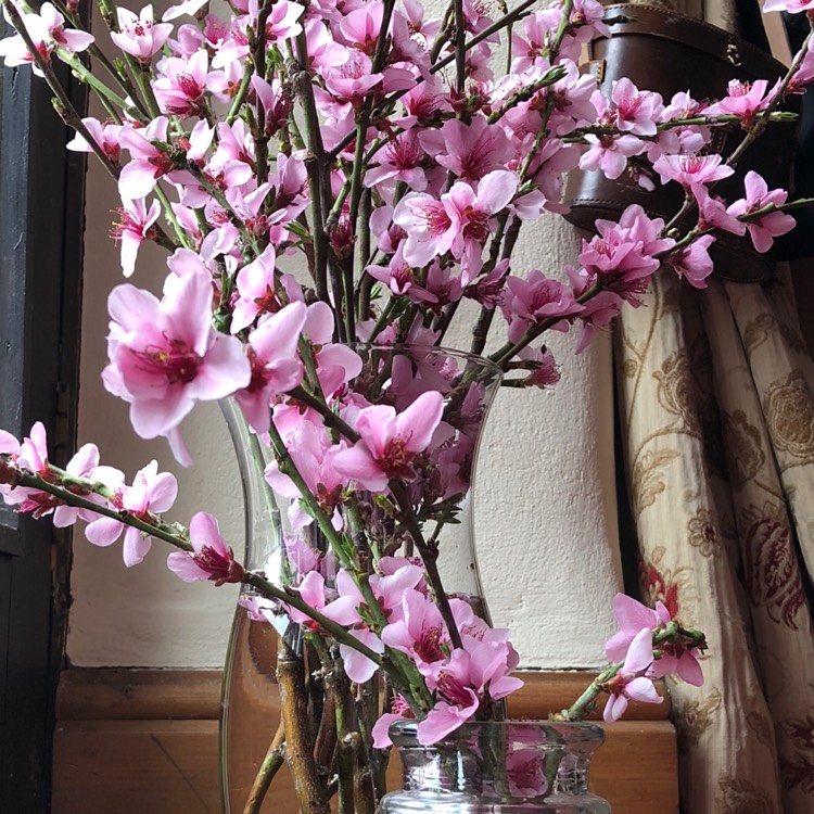 Plant image Prunus persica 'Peregrine'