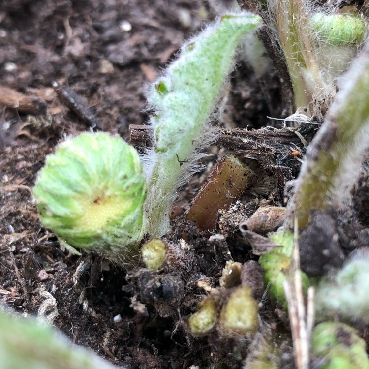plant image 639423