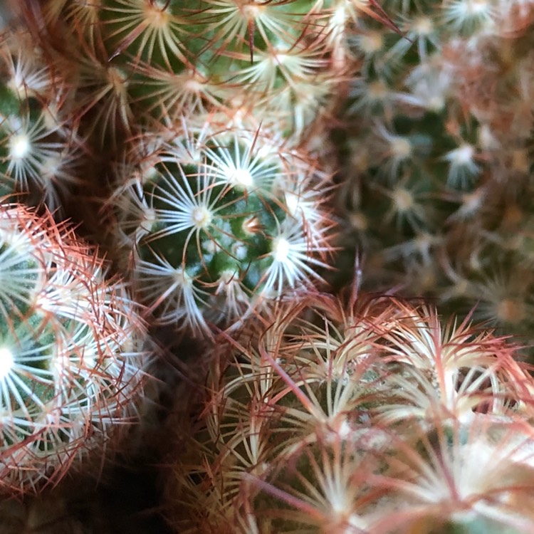 plant image 641704