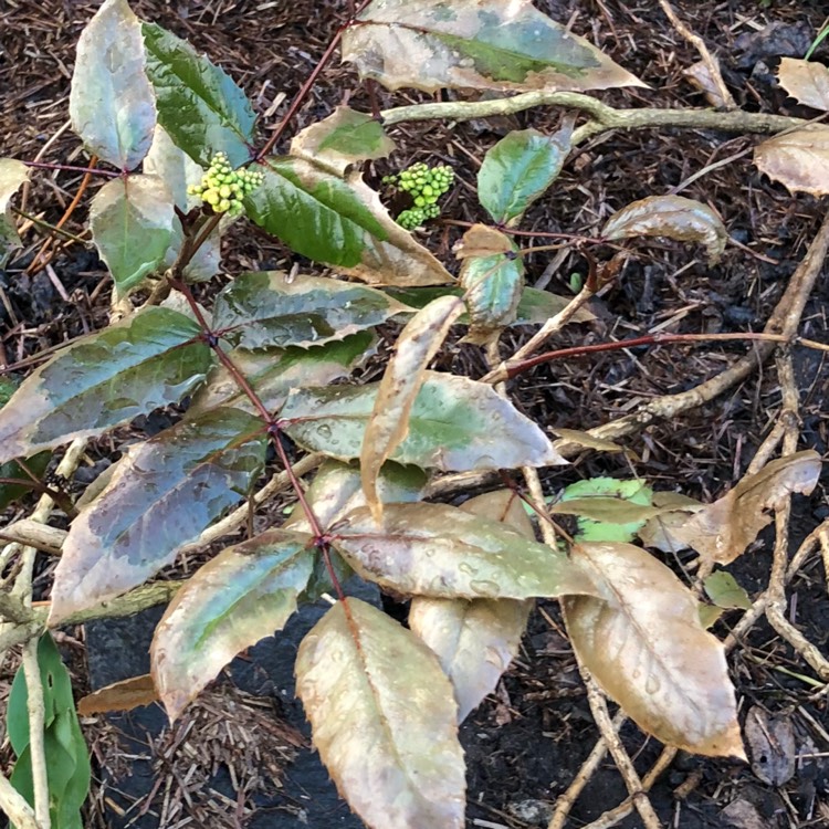 plant image 642438