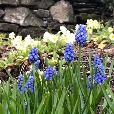 Muscari armeniacum