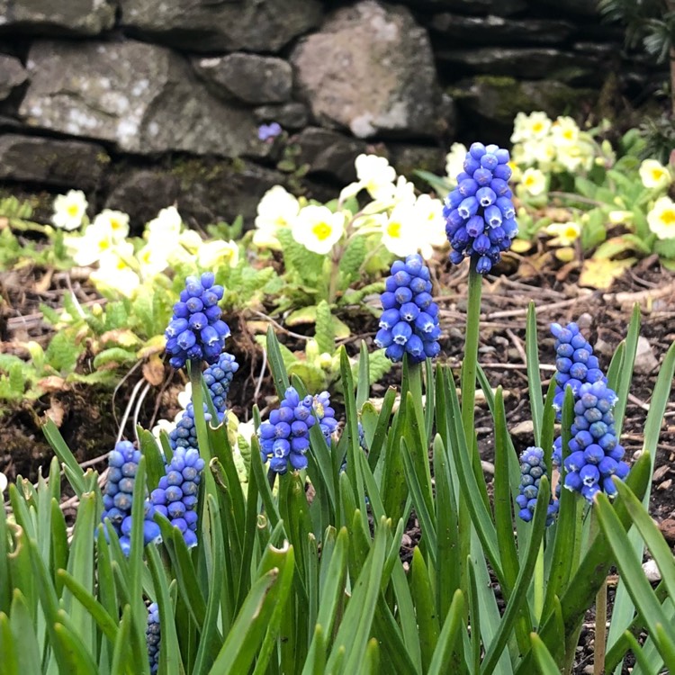 Plant image Muscari armeniacum