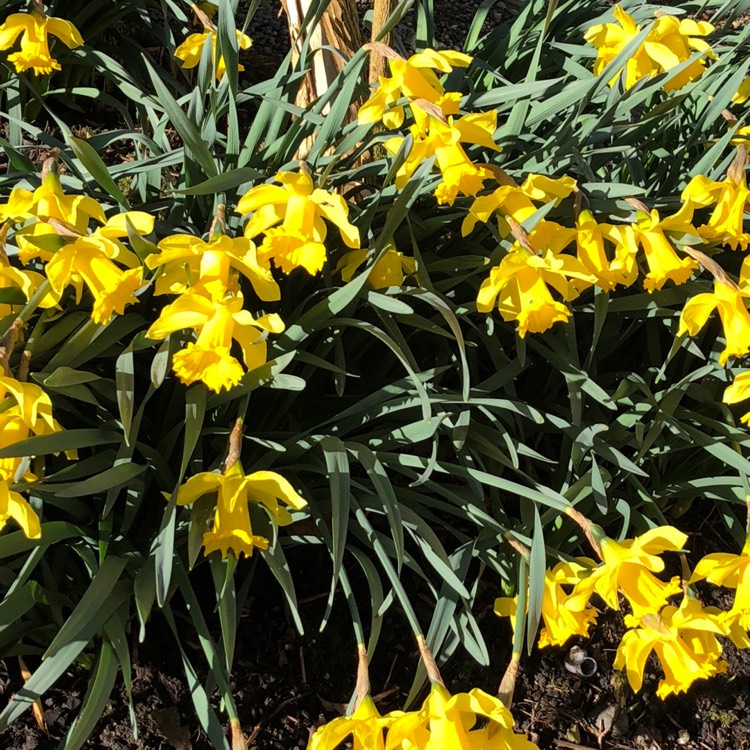 plant image 649484