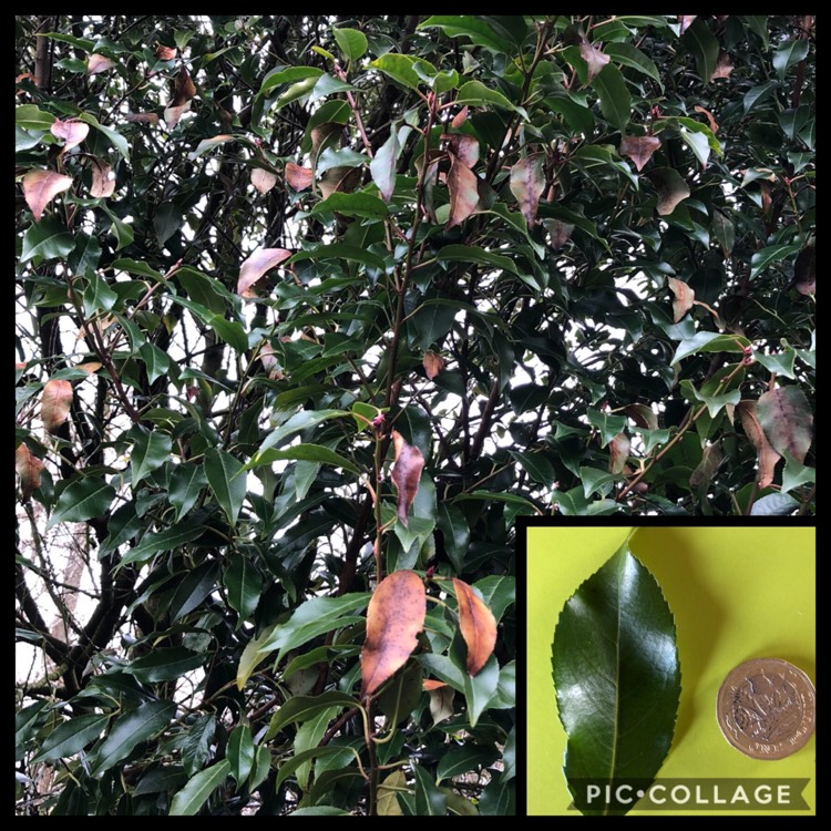 Plant image Prunus lusitanica 'Angustifolia'