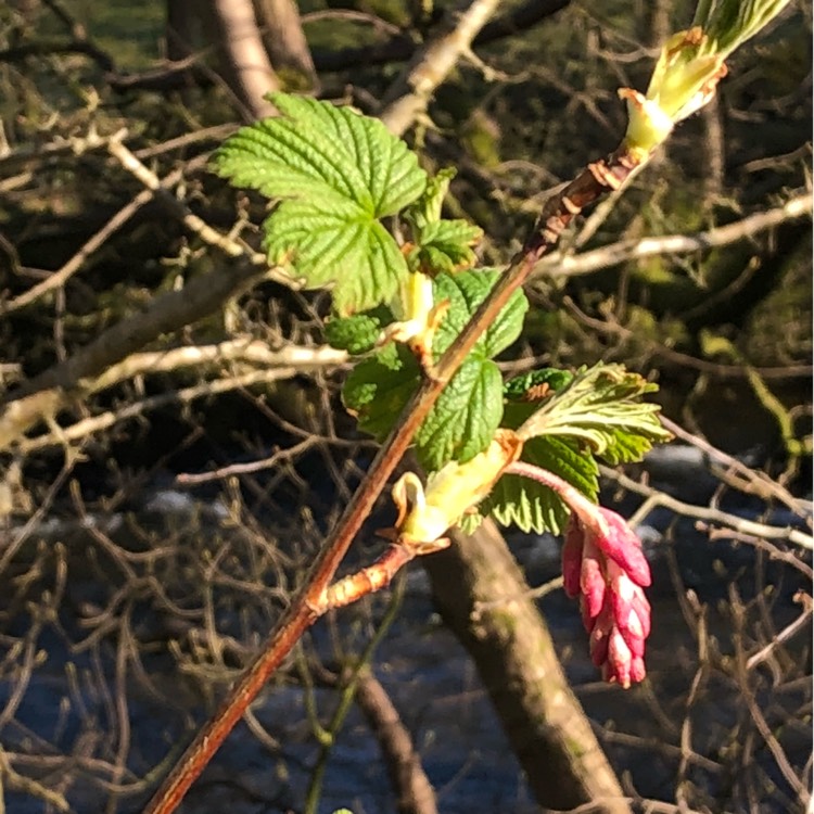 plant image 650902