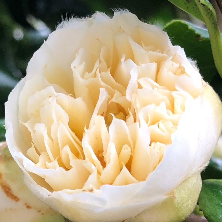 plant image 655778 plant image 655778