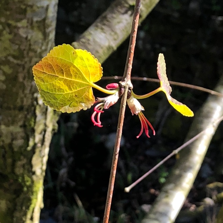 plant image 664975