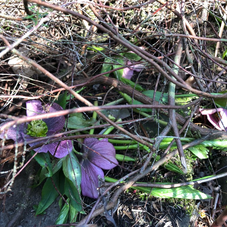 plant image 664978 plant image 664978