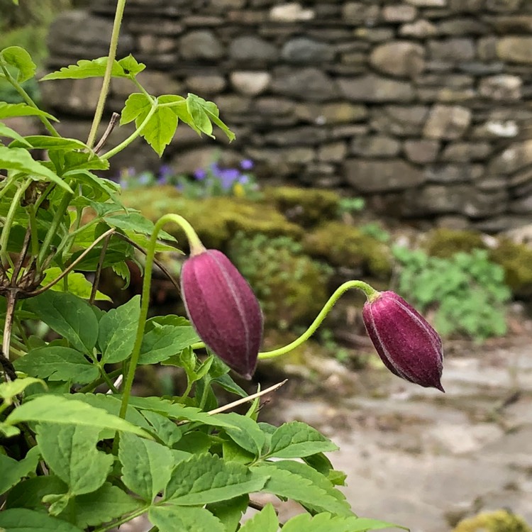 plant image 666988