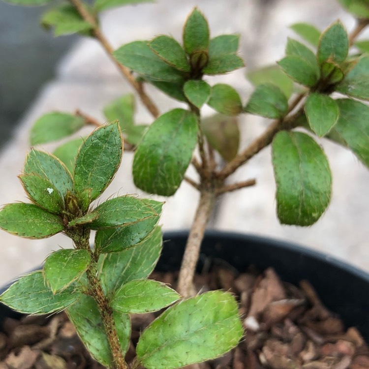 plant image 673775