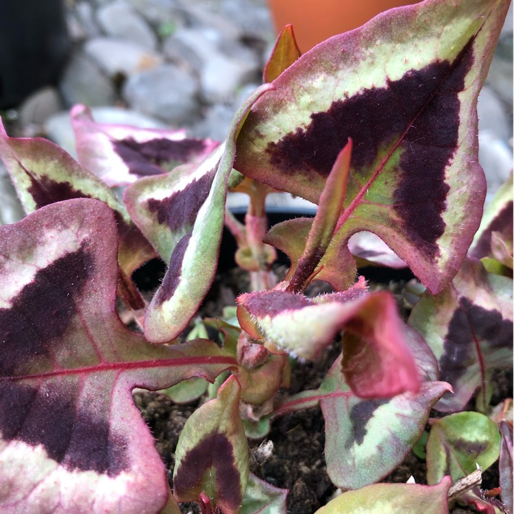 plant image 675571 plant image 675571