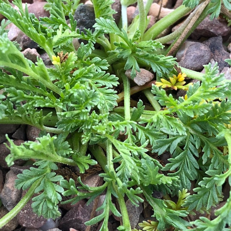 plant image 675879