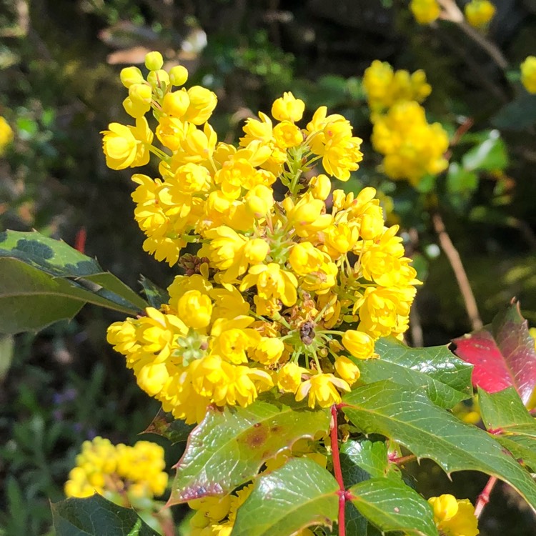 plant image 677069