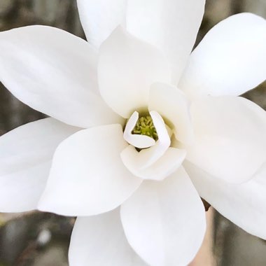 Magnolia stellata