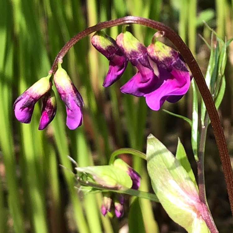 Plant image Lathyrus Vernus
