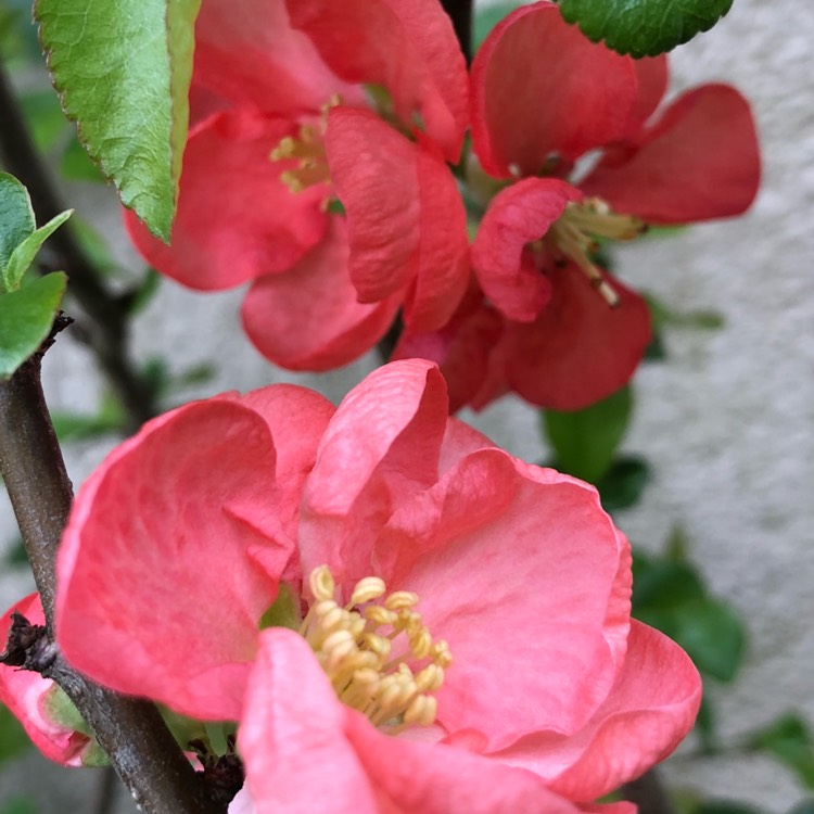 plant image 679258 plant image 679258