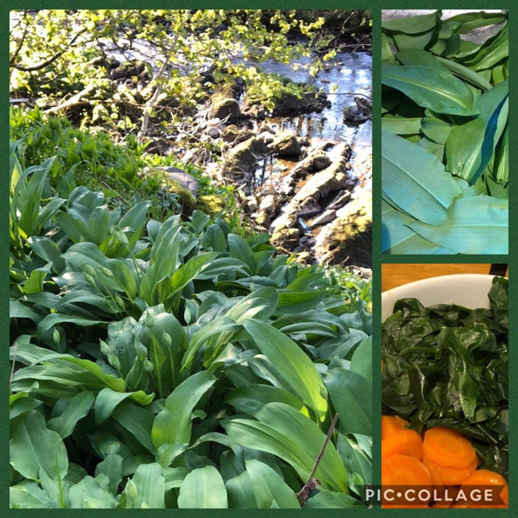 Plant image Allium ursinum