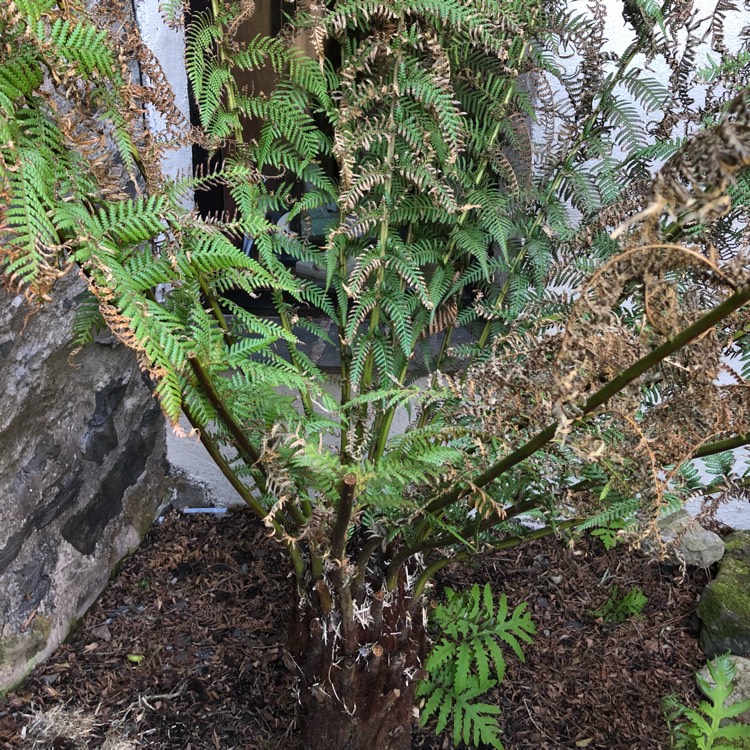 plant image 685748 plant image 685748