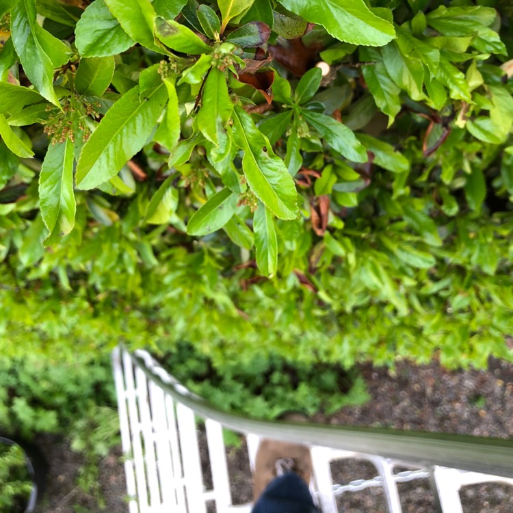 plant image 686560