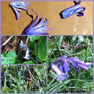 Hyacinthoides non-scripta