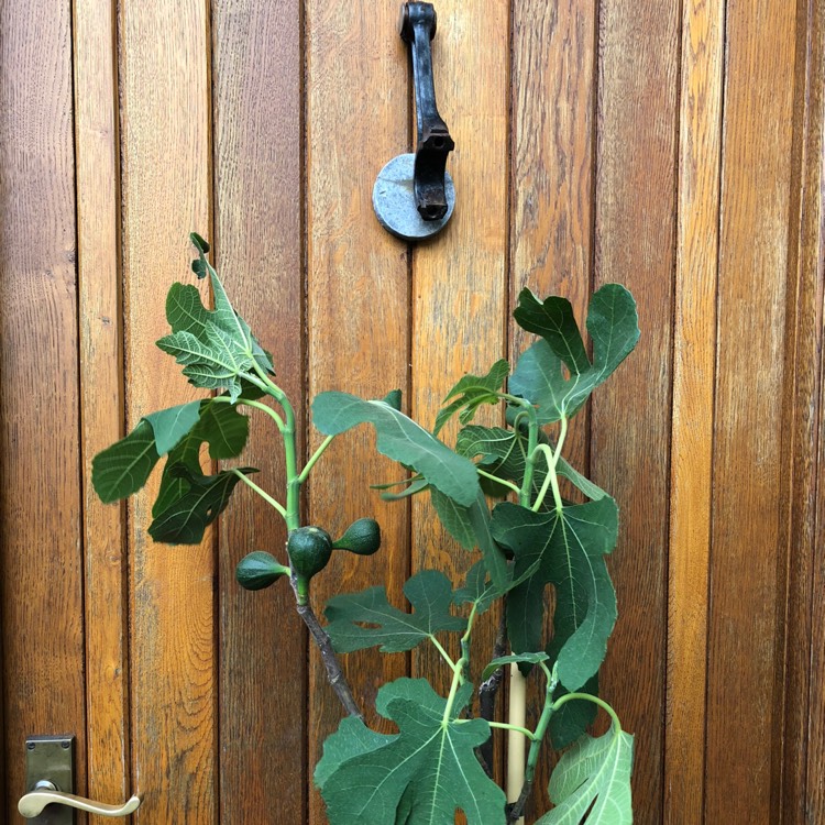 Plant image Ficus carica 'Brown Turkey'