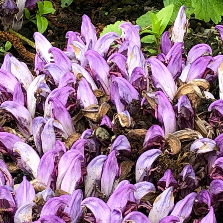 Plant image Lathraea Clandestina