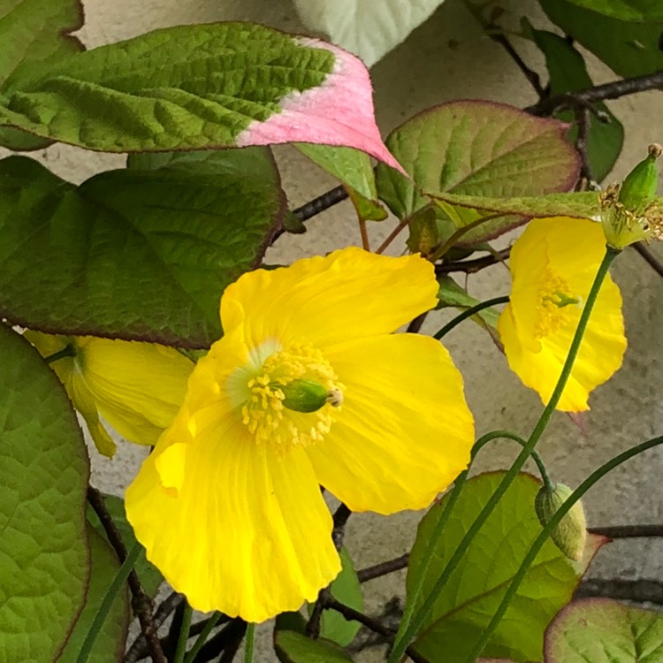 plant image 699895