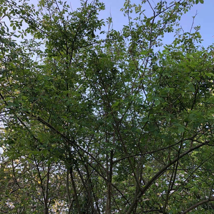 plant image 700375