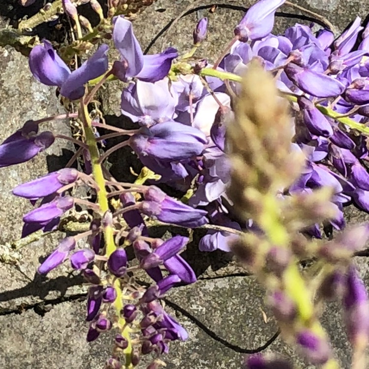 plant image 704133