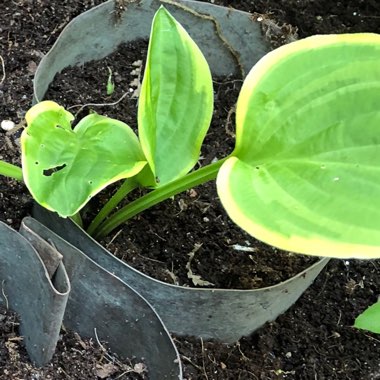 Hosta