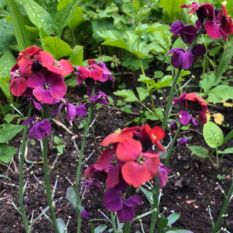 Plant image Erysimum 'Red Jep'